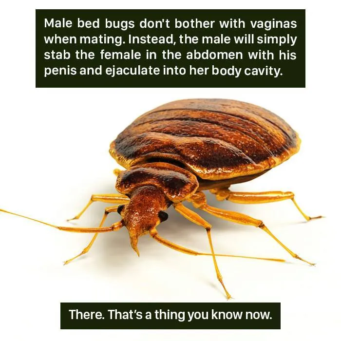 Close-up of a bed bug illustrating unusual mating behavior in nature, highlighting weird facts about insects.