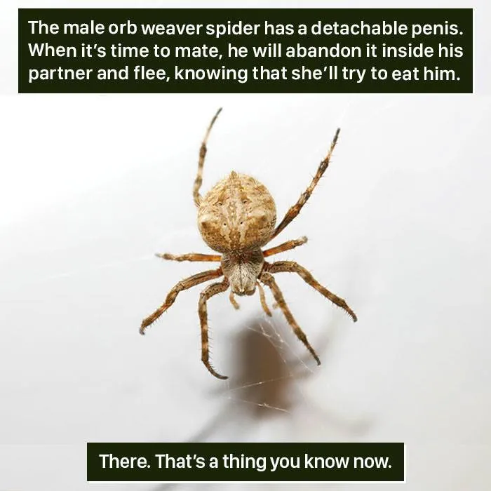 Orb weaver spider on web, illustrating one of the weird nature facts showing unusual animal mating behavior.
