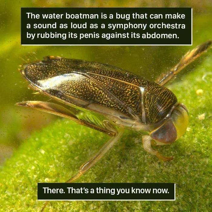 Close-up of a water boatman insect, showcasing one of nature's weirdest sounds by rubbing body parts together.