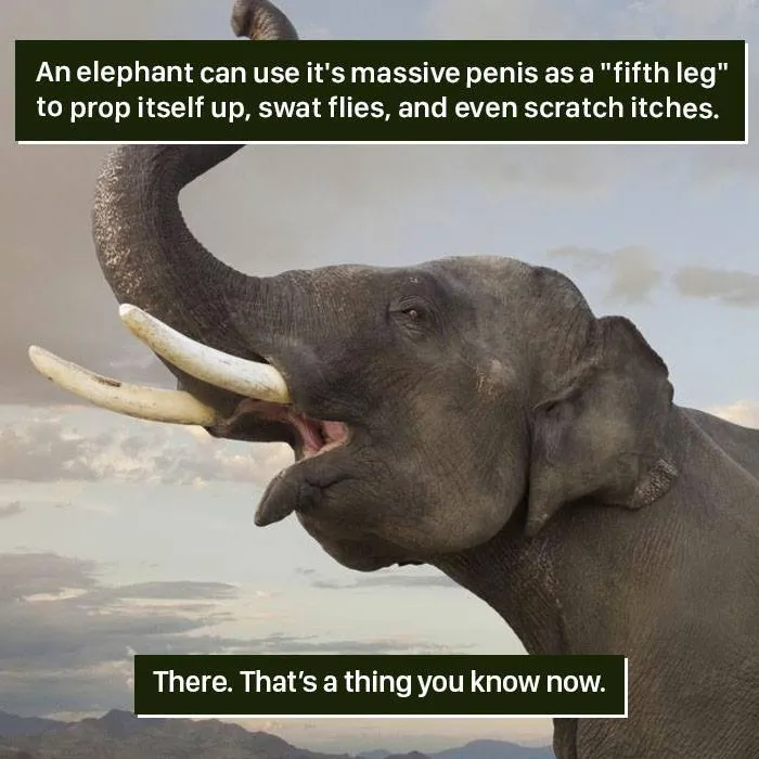 Elephant using its massive penis as a fifth leg to prop up and swat flies, showing nature is too weird to handle.