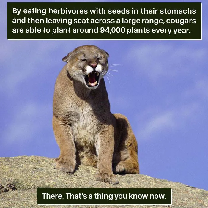 Cougar on a rock with open mouth, showing how nature’s weird behaviors help plant 94,000 seeds yearly through herbivore scat.