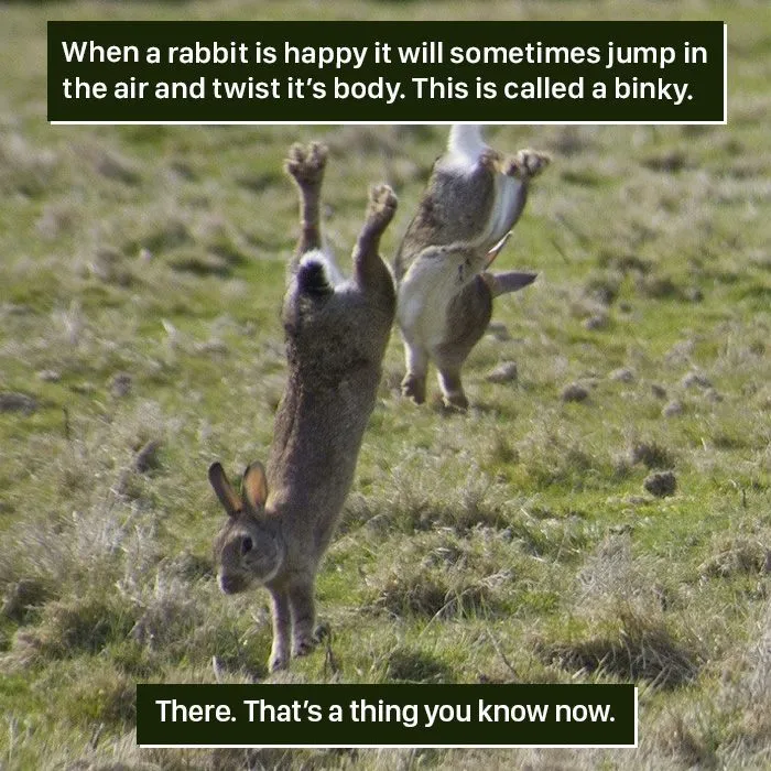 Two rabbits jumping and twisting in the air in a grassy field showing a natural behavior called a binky.