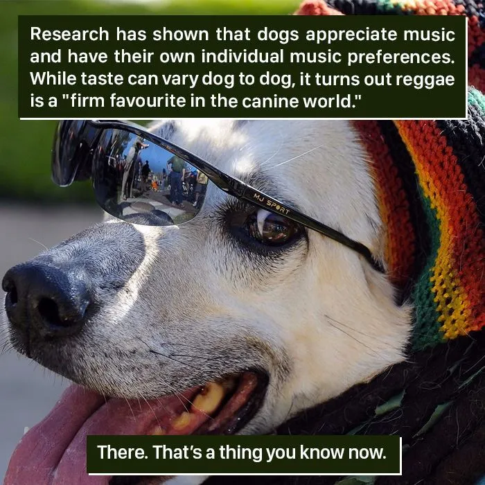 Reggae Vibes for Pups