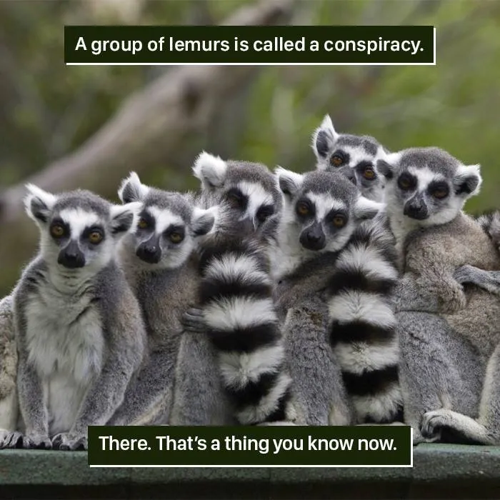 Gathering of Sneaky Lemurs