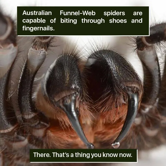 Close-up of Australian funnel-web spider’s fangs showing nature’s weird and powerful bite capability.