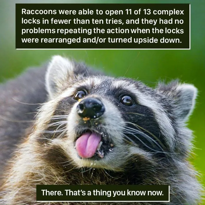 Close-up of a raccoon with its tongue out, highlighting nature’s weird and surprising animal behaviors.