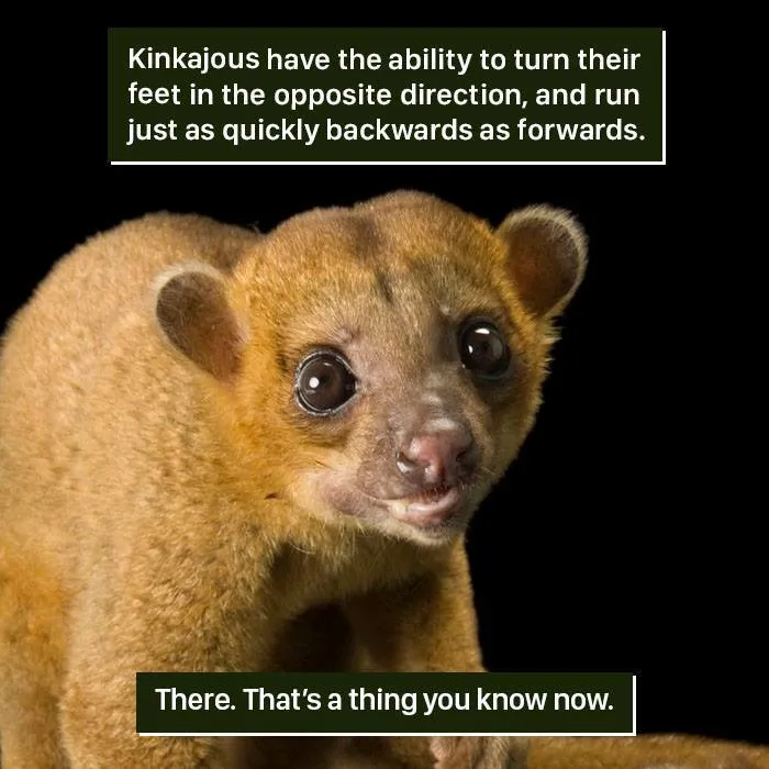 Kinkajou close-up showing unique nature traits proving how weird nature can be to handle.