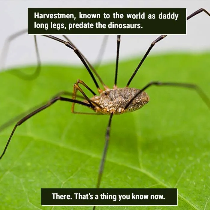 Close-up of a daddy long legs on a green leaf showcasing nature's weirdness beyond what we can handle.