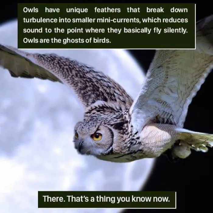 Silent Wings, Secret Power