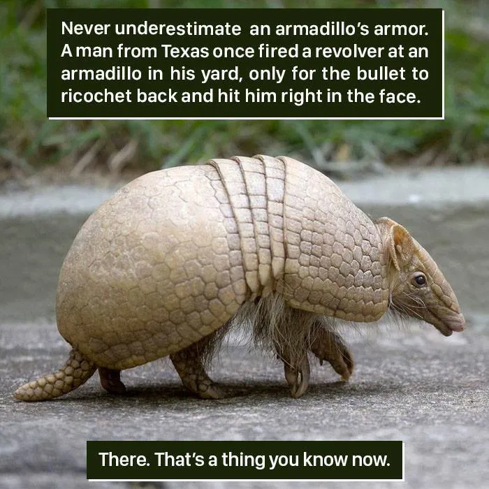 Armadillo Armor Facts  