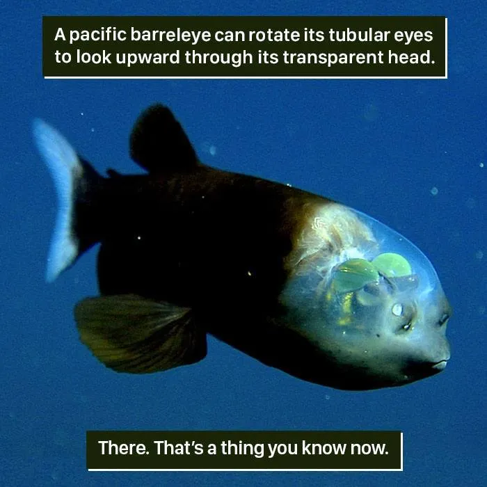 A pacific barreleye fish with tubular eyes rotating inside its transparent head, showcasing nature's weirdness.