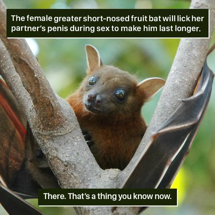 Greater short-nosed fruit bat perched on tree branch showcasing one of nature’s weird behaviors.