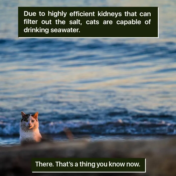 Cat by the ocean demonstrating nature's weird ability to drink seawater due to highly efficient kidneys filtering salt.