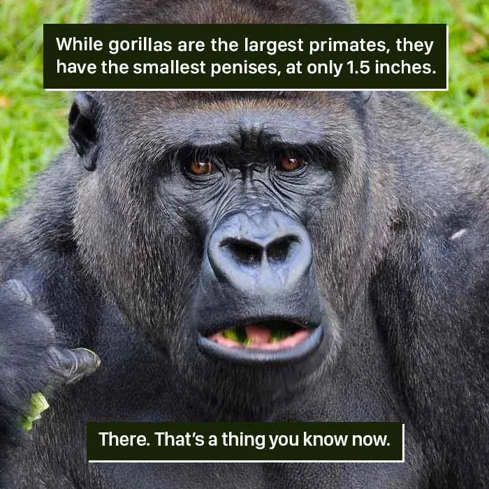 Close-up of a gorilla with a caption highlighting weird nature facts, showcasing nature's strange and unusual traits.