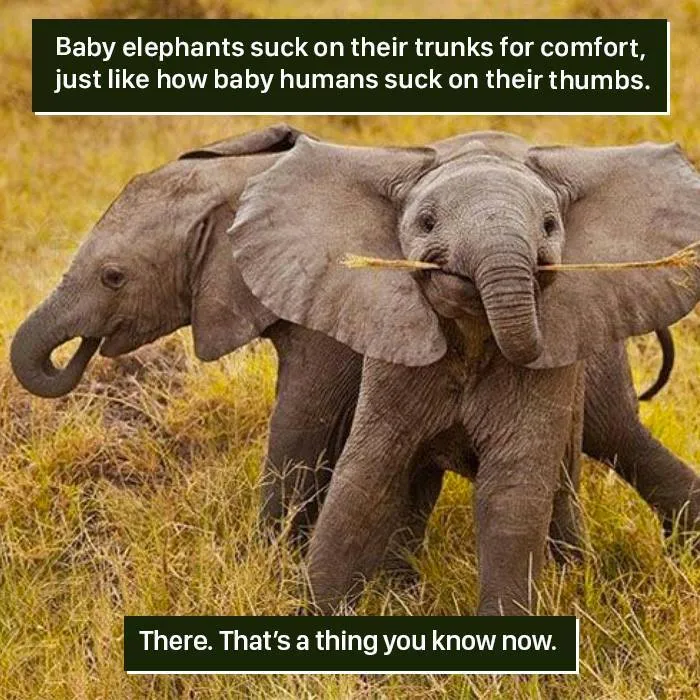 Trunk Therapy 101