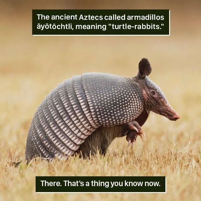 Armored armadillo in grassy field showing nature's weirdness and unique animal adaptations.