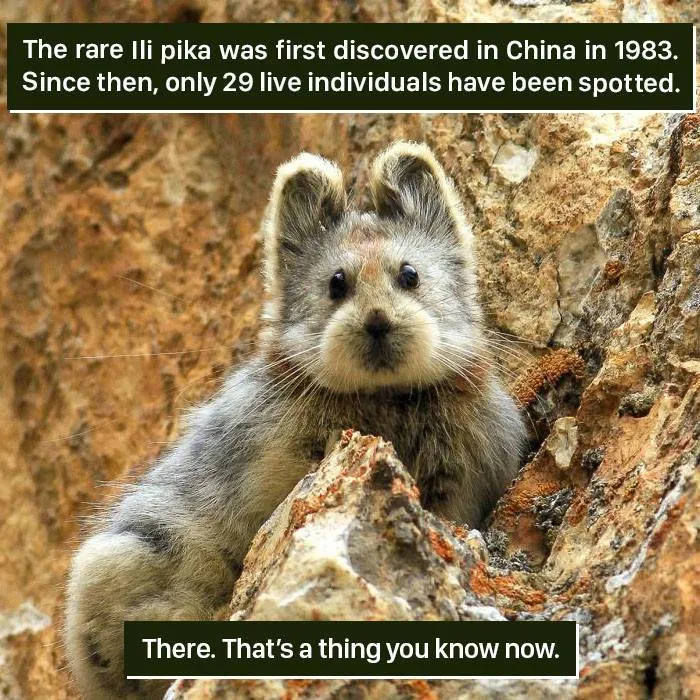 Rare Ili pika perched on rocky terrain, an example of nature proving it's too weird for us to handle.
