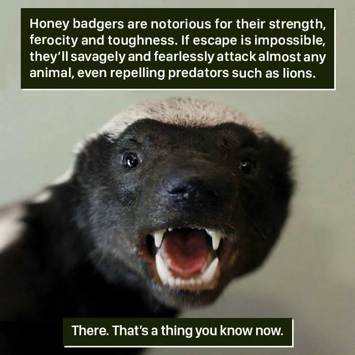 Nature’s Fearless Fighter