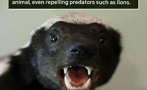 116 Times Nature Proved It's Too Weird For Us To Handle