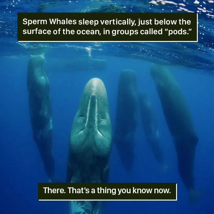 Sperm whales sleeping vertically underwater in pods showing one of nature’s weird and fascinating behaviors.