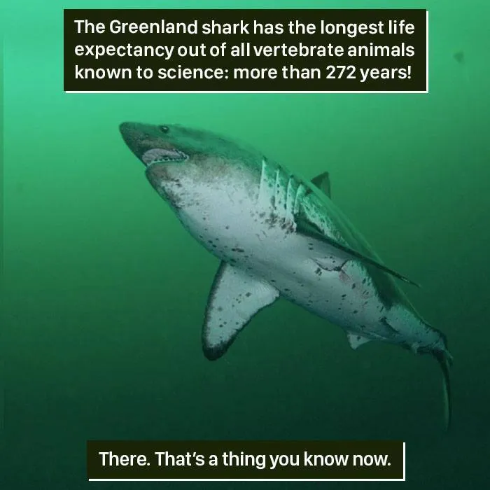 Greenland shark swimming underwater, showcasing one of nature's weirdest creatures with an extreme lifespan of over 272 years.