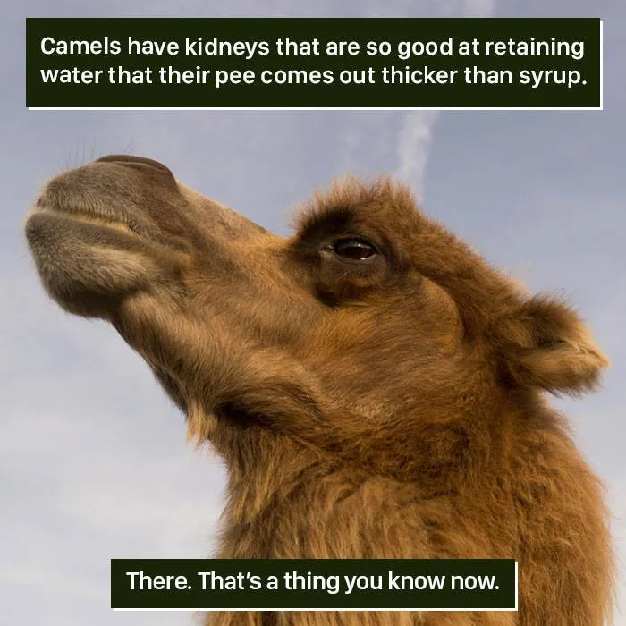 Camel close-up showcasing unique kidney function that retains water, highlighting weird nature facts humans find hard to handle.