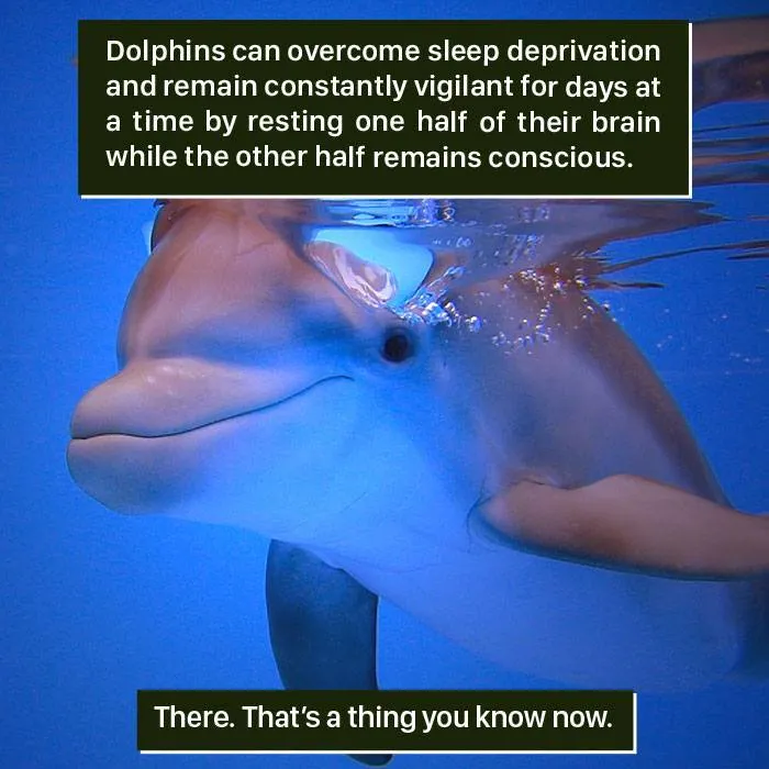 Dolphin underwater showing nature's weird ability to stay vigilant by resting half their brain at a time.