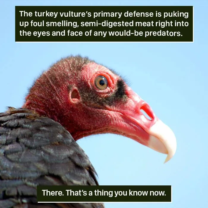 Close-up of a turkey vulture with a red head, illustrating nature's weird defense mechanisms from predators.