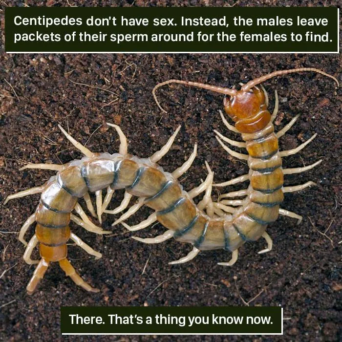Close-up of a centipede on soil illustrating one of the weird nature facts from 116 times nature proved it's too weird for us to handle.