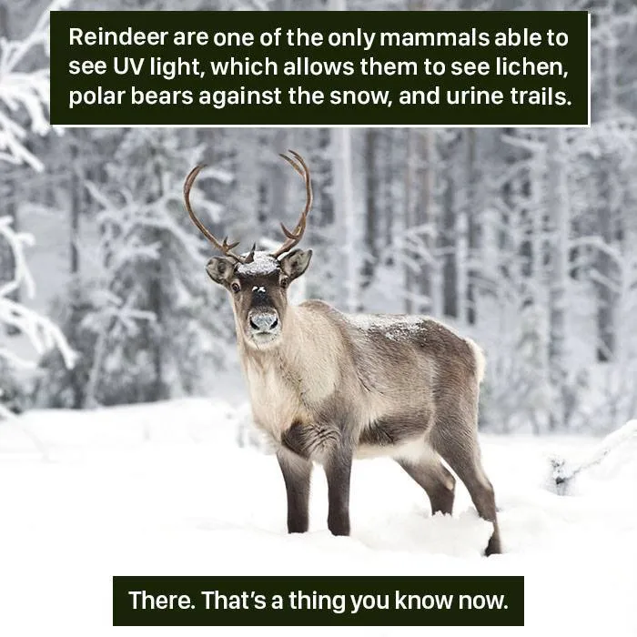 Reindeer in snowy forest showing nature’s weird ability to see UV light for tracking lichen and polar bears.
