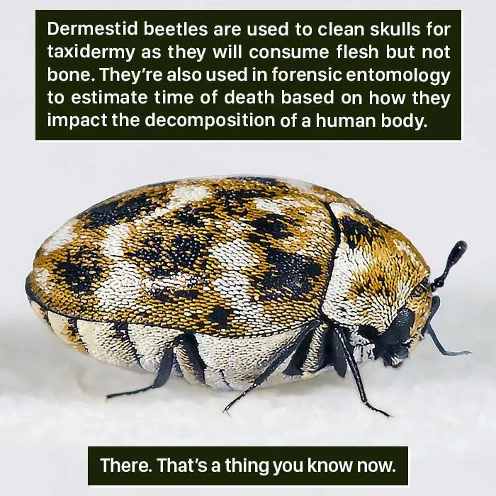 Close-up of a dermestid beetle highlighting nature's weird role in forensic entomology and taxidermy processes.