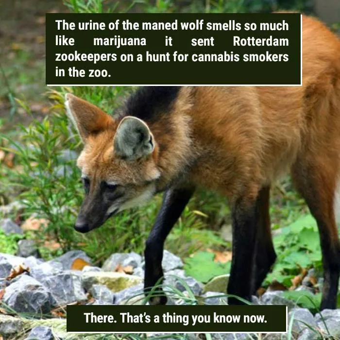 Maned wolf in natural habitat with text about its urine smelling like marijuana, showcasing nature's weirdness.