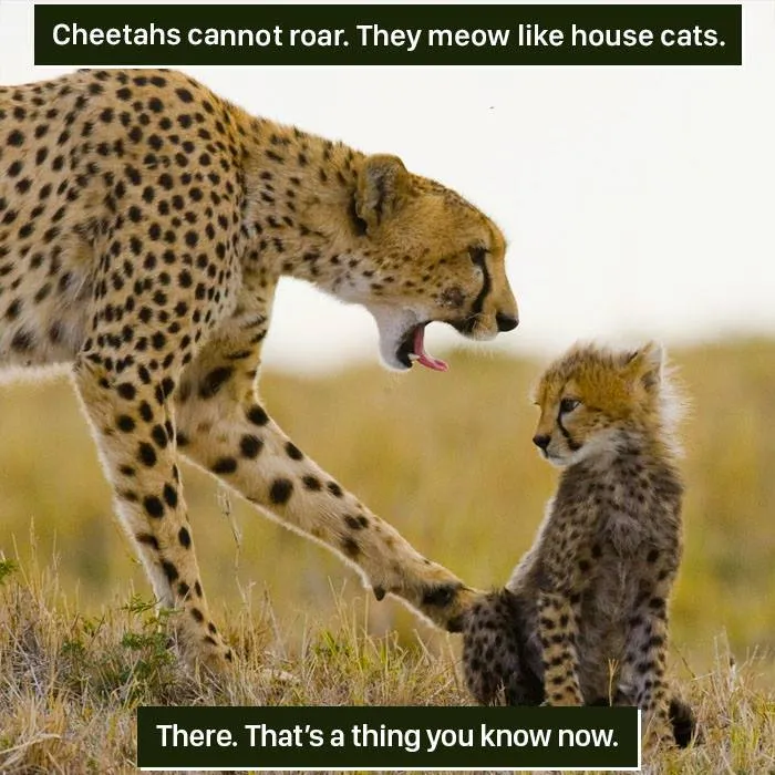 Adult cheetah meowing at a cub in the wild, showcasing one of the weirdest nature facts we can hardly handle.
