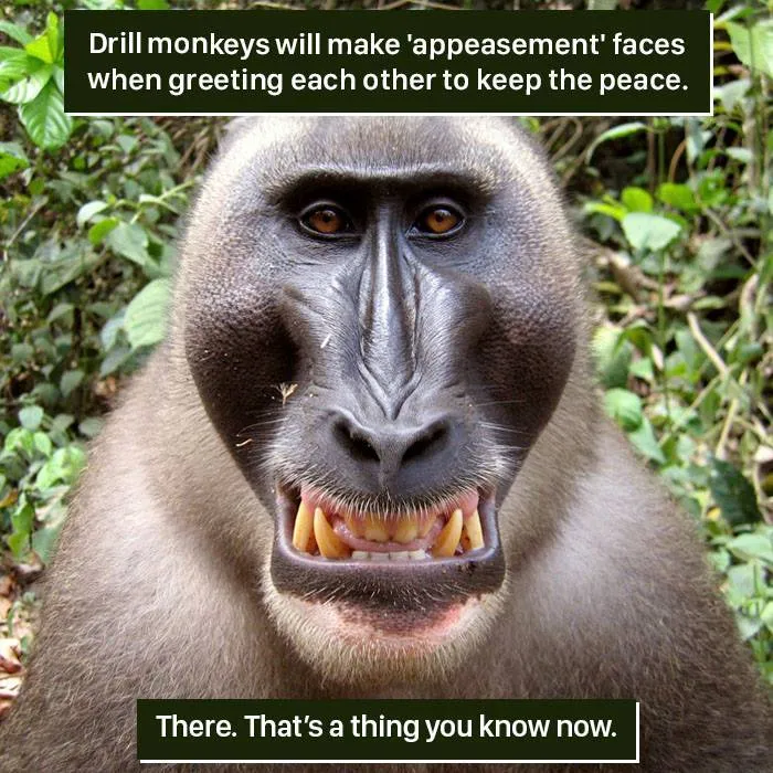 Drill monkey showing appeasement face in nature, an example of how nature can be weird and surprising to us.
