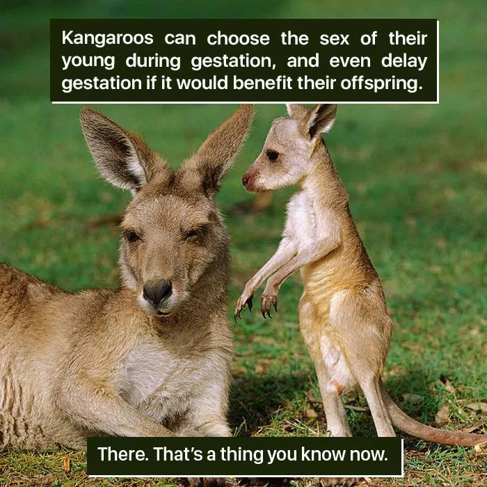 Kangaroos in nature can choose offspring sex and delay gestation, showing how weird nature can truly be.