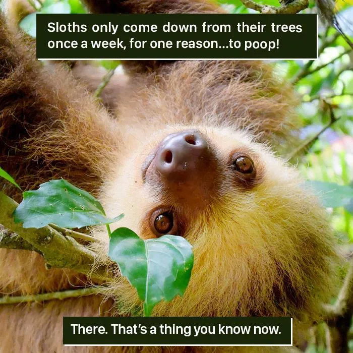 Close-up of a sloth hanging in a tree, illustrating one of the weird nature facts humans find hard to handle.