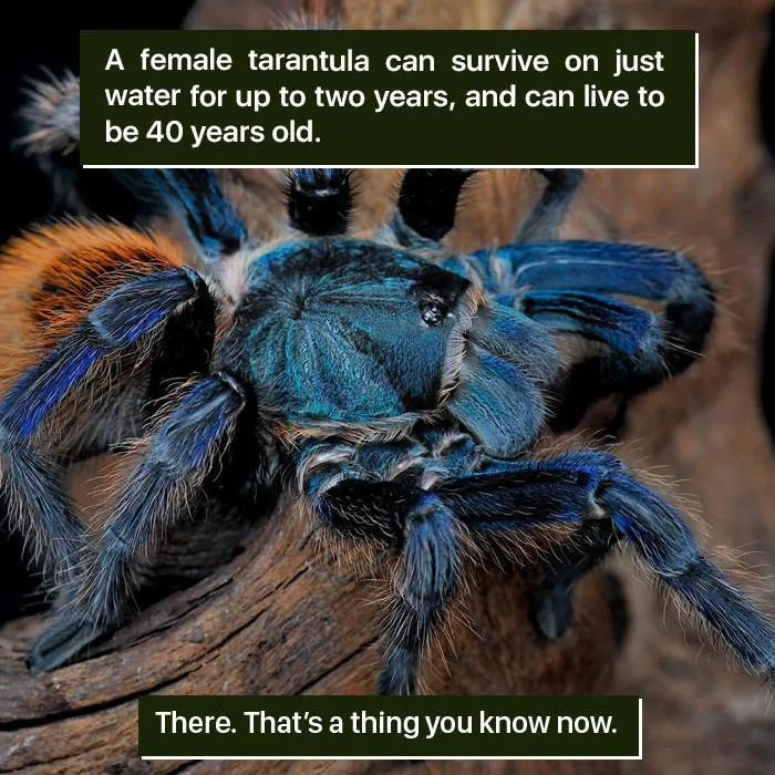 Close-up of a blue female tarantula showing nature's weird survival traits in the animal kingdom.