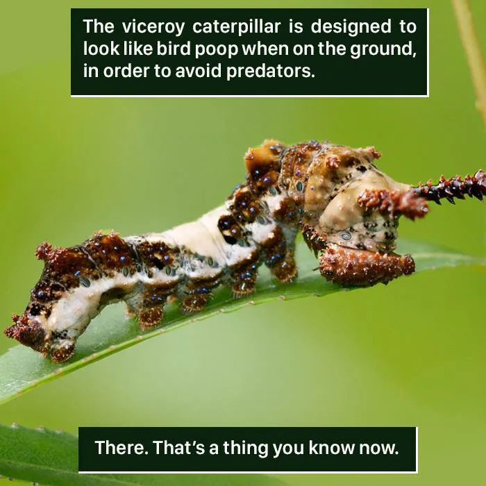 Viceroy caterpillar camouflaged as bird poop on a leaf showcasing nature’s weird and unusual survival tactics.