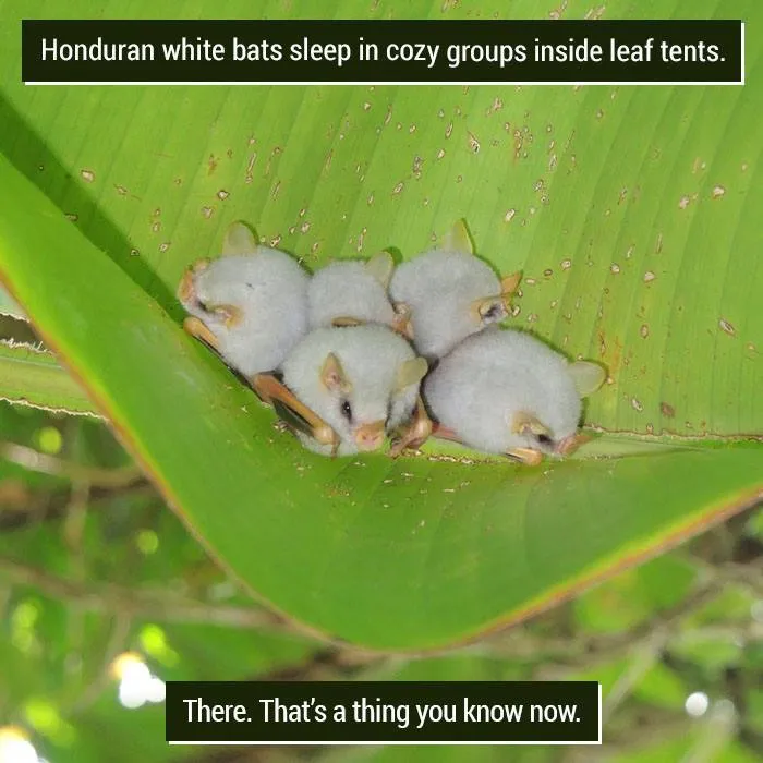 Leaf Tent Club Vibes