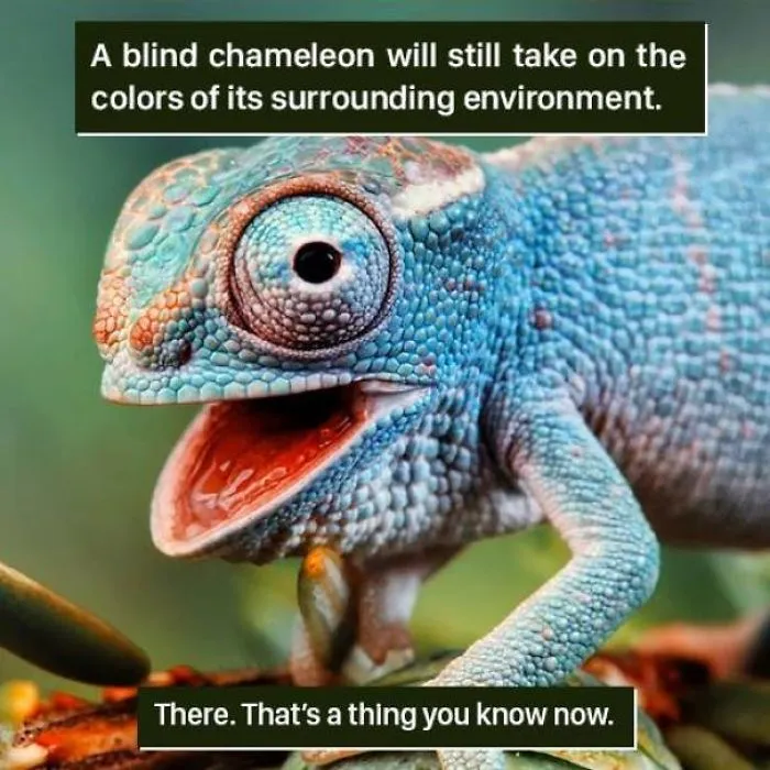 Close-up of a blind chameleon with blue scales blending in, showcasing nature's weird and fascinating adaptations.