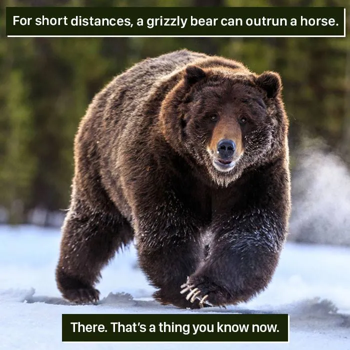 Grizzly bear running on snow, showcasing one of nature's weird and incredible animal abilities.
