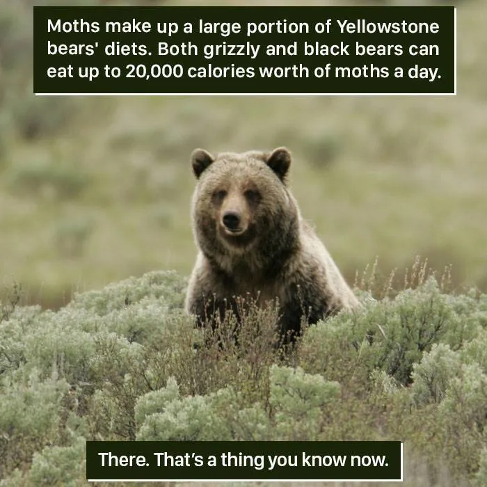 Grizzly bear in Yellowstone eating moths, showcasing one of nature's weird and fascinating survival behaviors.