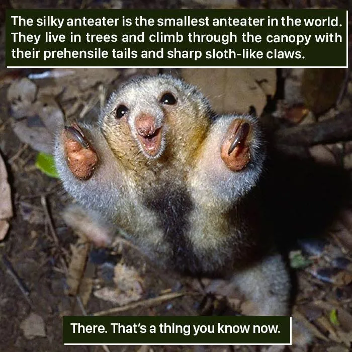 Silky anteater with sharp claws climbing through tree canopy showing nature's weird and unique adaptations.