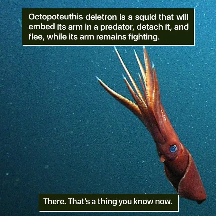 Deep-sea squid Octopoteuthis deletron detaches arm to escape, showcasing nature's weird survival tactics.