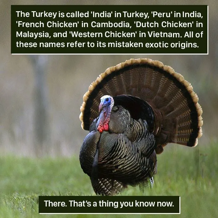 Globetrotting Turkey Names