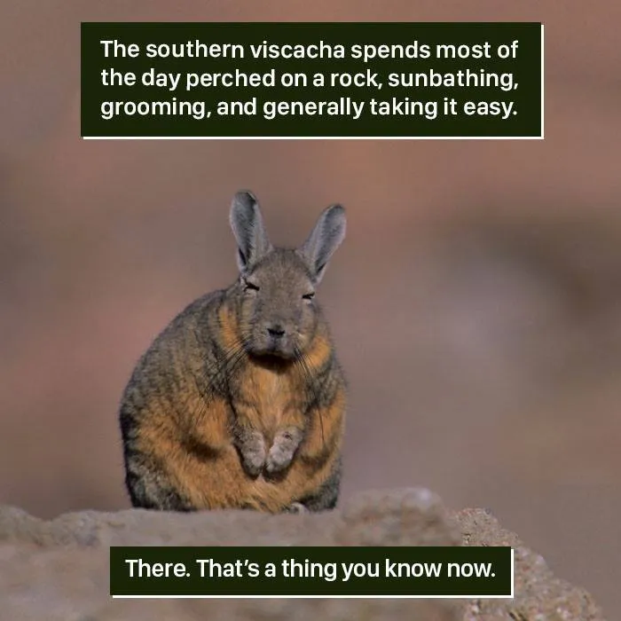 Southern viscacha perched on a rock sunbathing and grooming, showing nature proving it's too weird to handle.