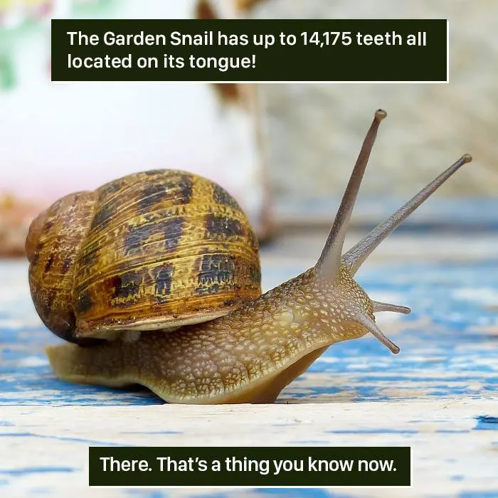 Garden snail close-up showing shell and tentacles, illustrating nature proving it's too weird for us to handle.