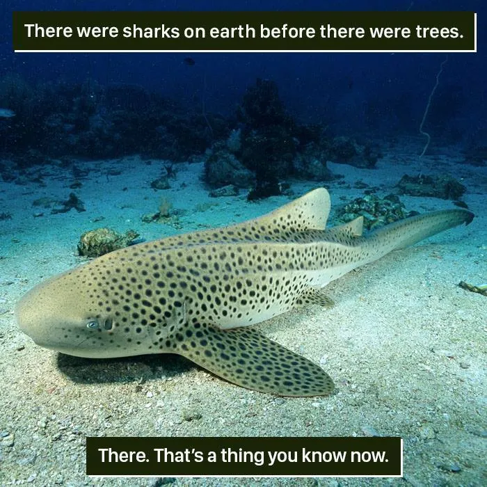Spotted shark resting on the ocean floor showcasing one of nature's weird moments too strange to handle.