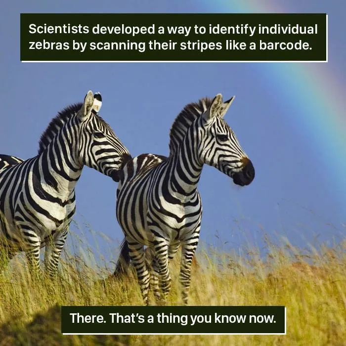 Two zebras standing in a field with a rainbow, showing nature’s weirdness in identifying zebras by their stripes.