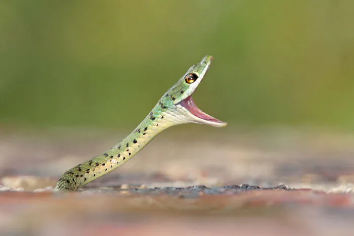 Spotted Bush Snake